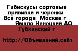 Гибискусы сортовые, прививки и черенки - Все города, Москва г.  »    . Ямало-Ненецкий АО,Губкинский г.